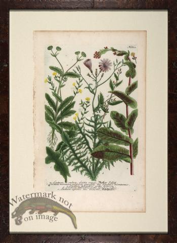 Weinmann Floated Burl 726 01